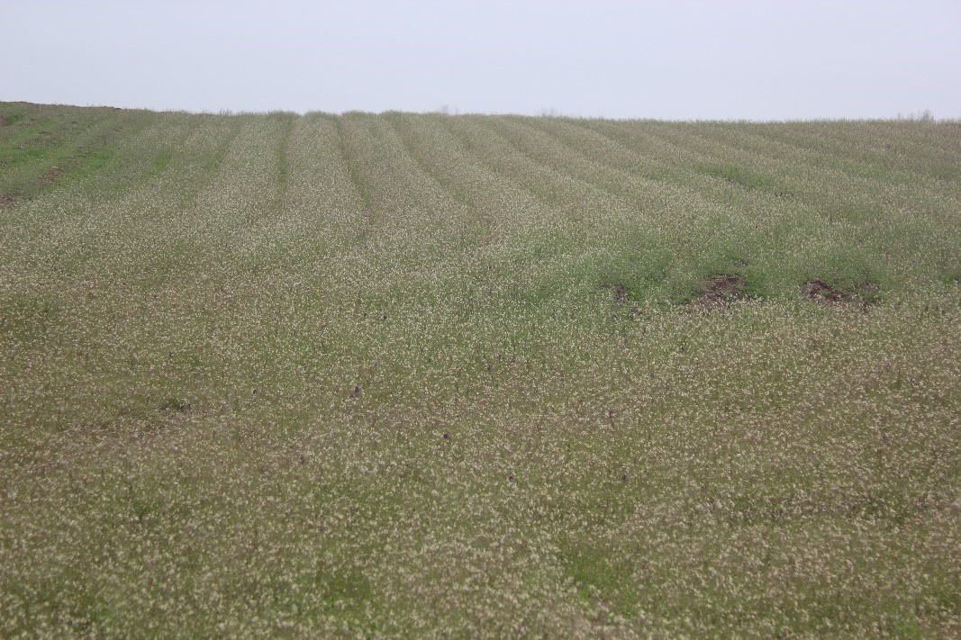 Fields with winter annuals